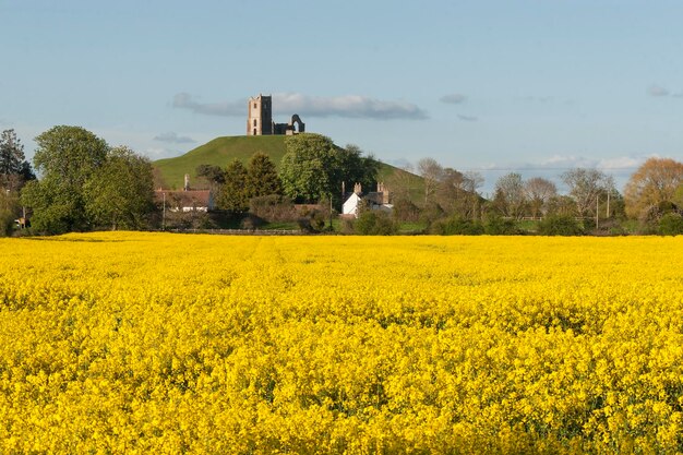 Scenic view of field against sky