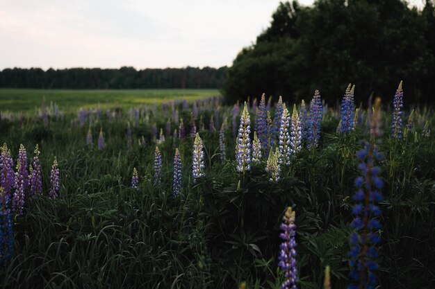 Photo scenic view of field against sky