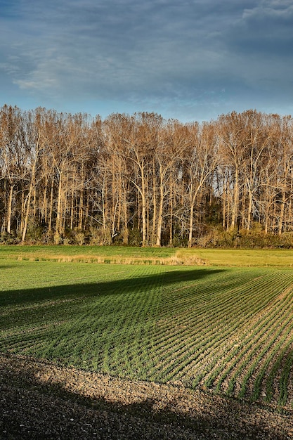 Foto vista panoramica del campo contro il cielo