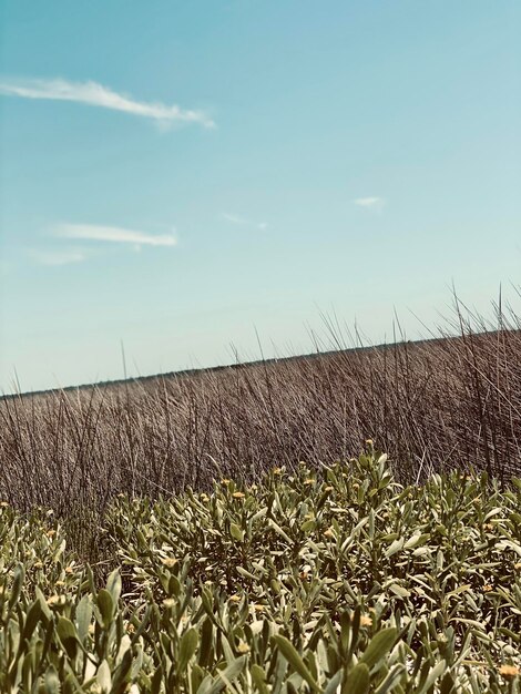 Photo scenic view of field against sky