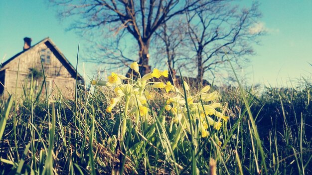 Photo scenic view of field against sky