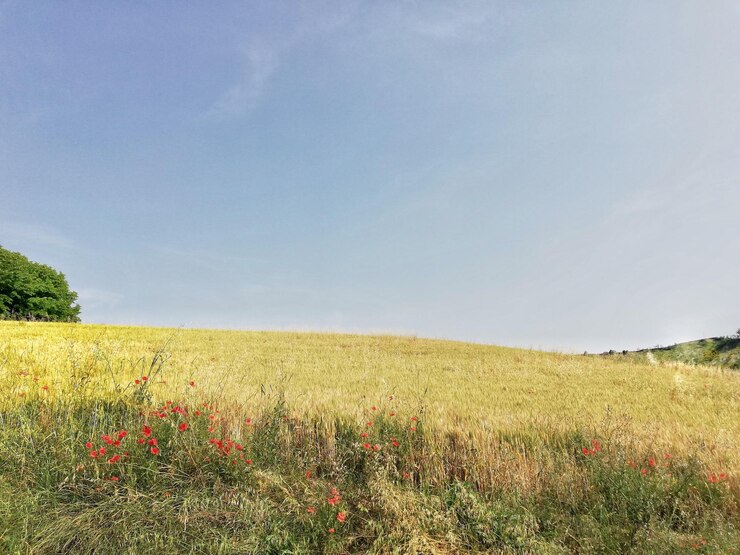Фотография пейзажный вид на поле на фоне неба