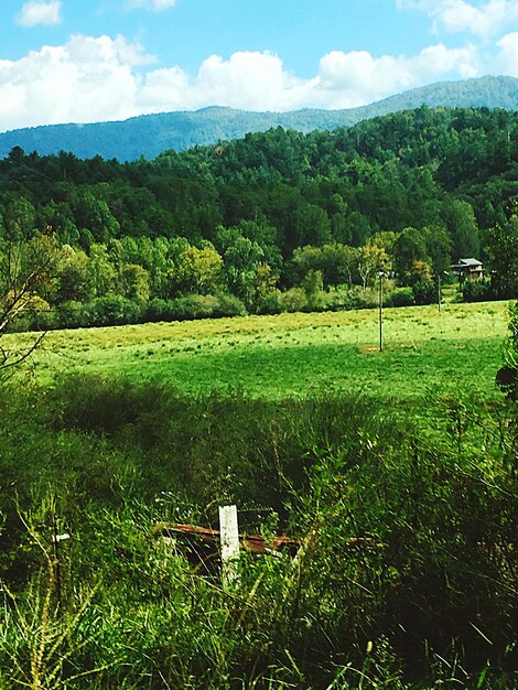 Scenic view of field against sky