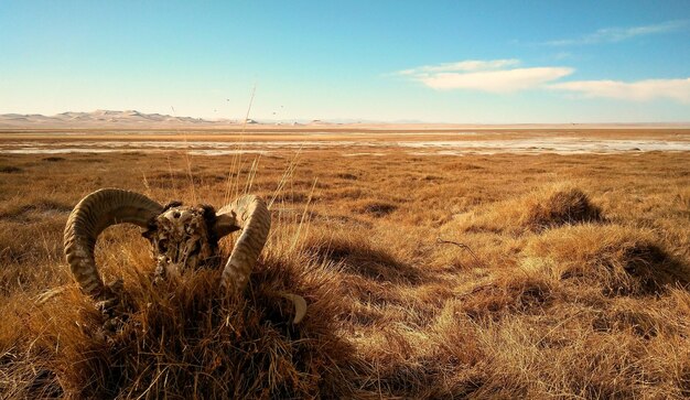 Foto vista panoramica del campo contro il cielo