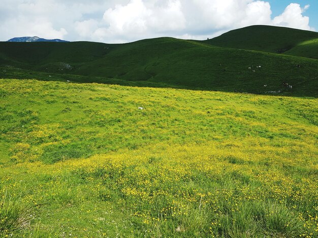 Photo scenic view of field against sky