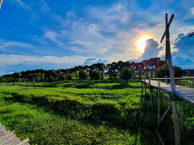 Scenic view of field against sky