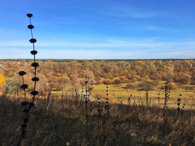 Foto vista panoramica del campo contro il cielo