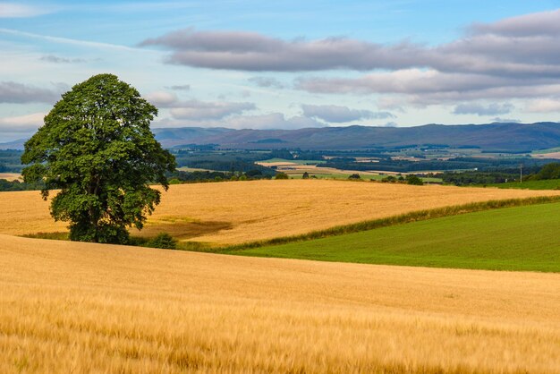 Foto vista panoramica del campo contro il cielo