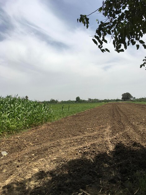 Scenic view of field against sky