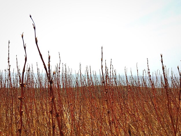 Photo scenic view of field against sky