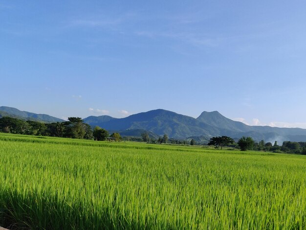 Photo scenic view of field against sky