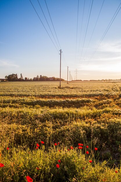 Foto vista panoramica del campo contro il cielo