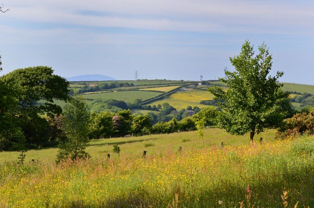 Scenic view of field against sky