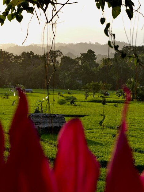 Scenic view of field against sky