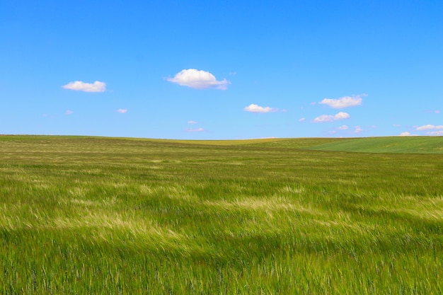 Пейзажный вид на поле на фоне неба
