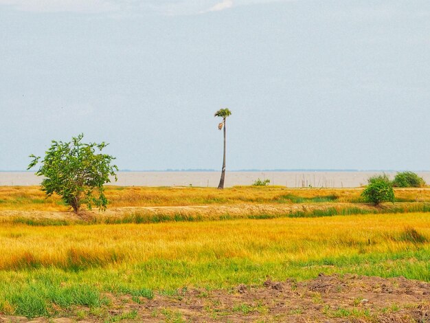 Scenic view of field against sky