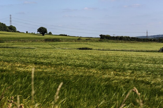 Foto vista panoramica del campo contro il cielo