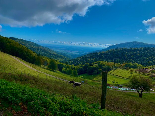 Scenic view of field against sky