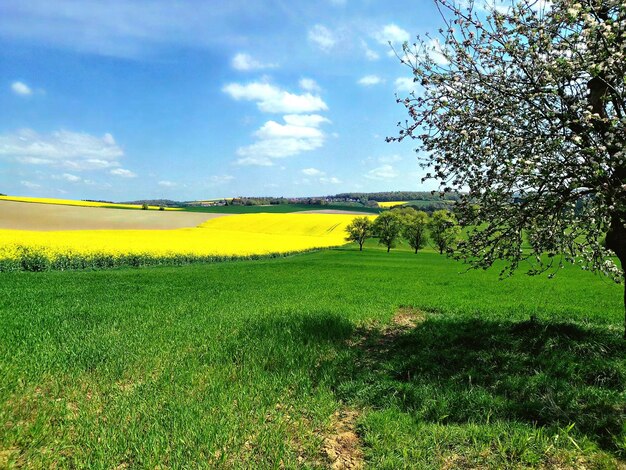 Scenic view of field against sky