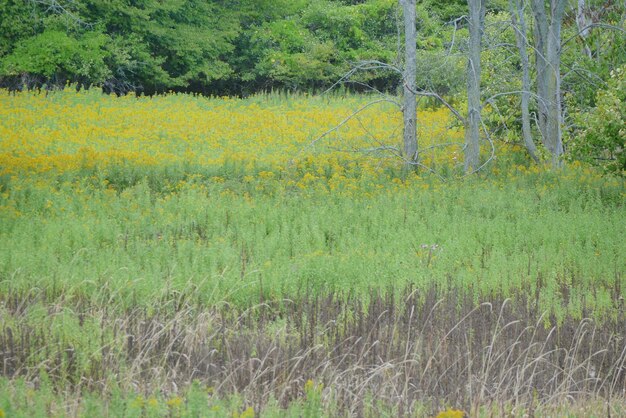 Scenic view of field against trees