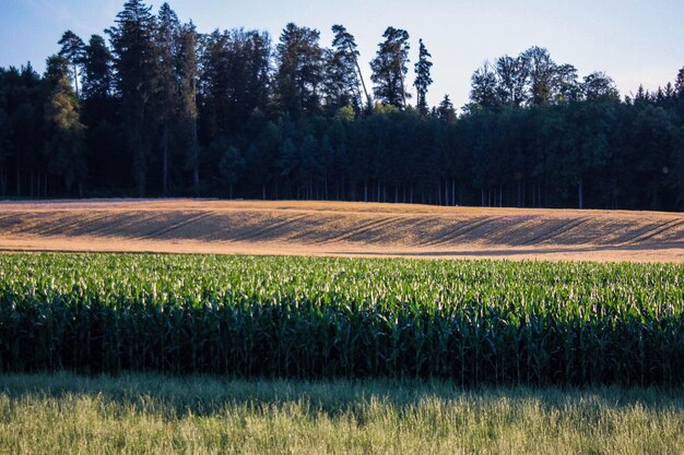 Photo scenic view of field against trees