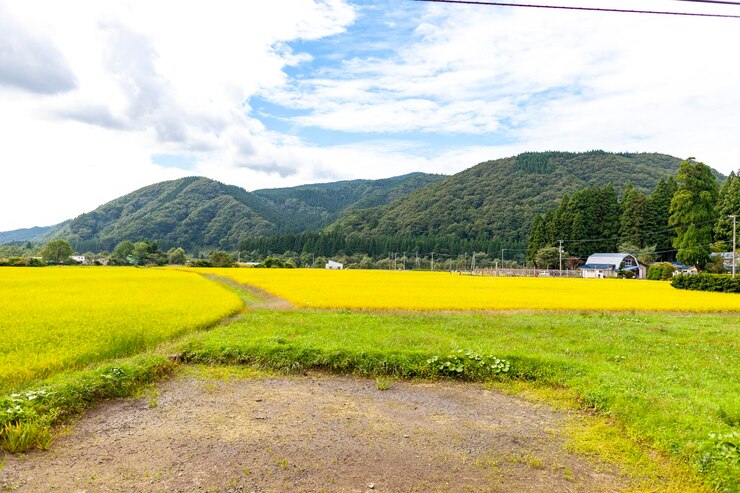 Photo 黄色い空を背景に野原の景色