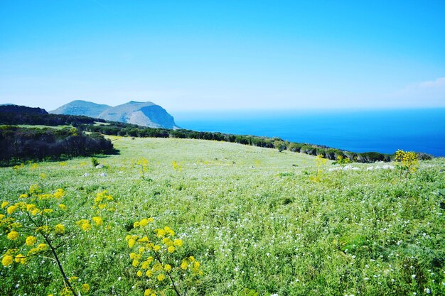 Scenic view of field by sea against clear sky