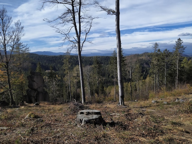 Photo scenic view of field by trees against sky