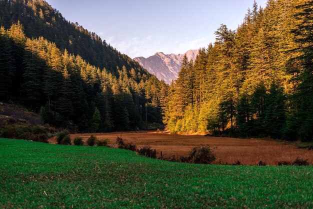 Scenic view of field by trees against sky