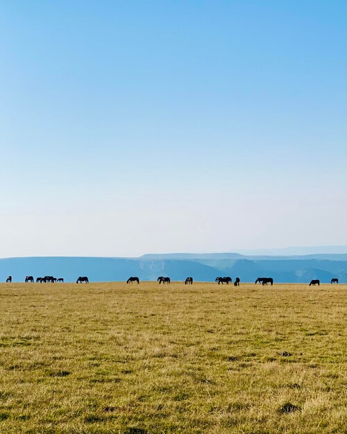 Scenic view of field and horses against clear sky