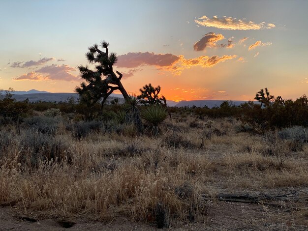 Foto vista panoramica del campo di alberi di joshua contro il cielo durante il tramonto