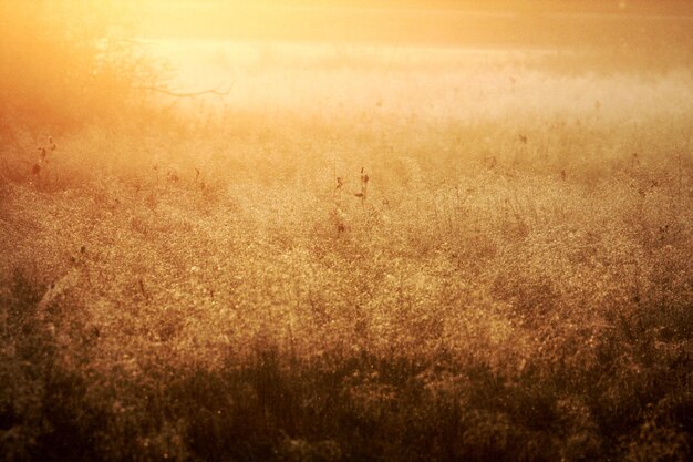 Photo scenic view of field