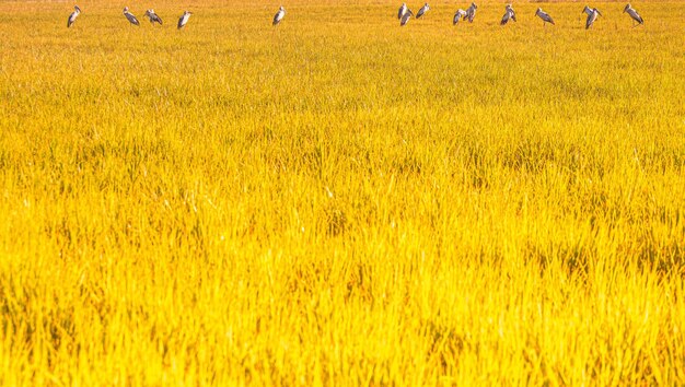 Scenic view of field