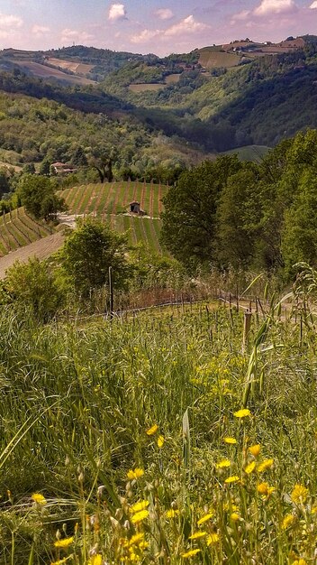 Scenic view of field