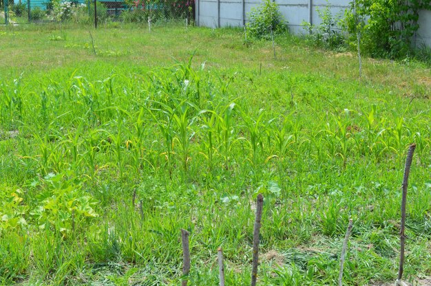 Scenic view of field