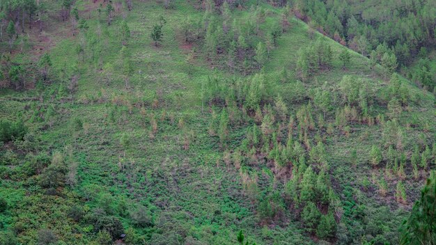 Scenic view of field