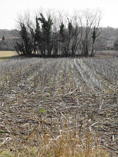 Photo scenic view of field