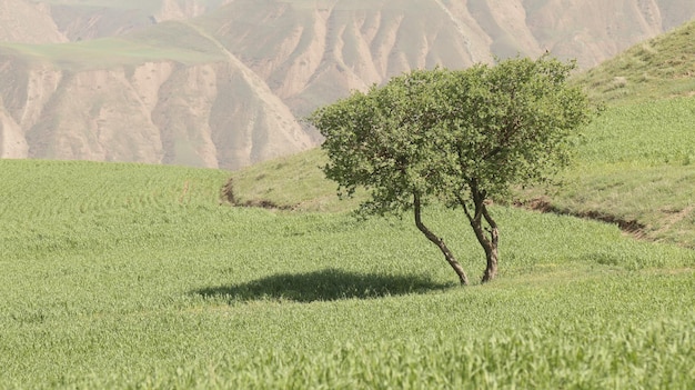 Scenic view of field