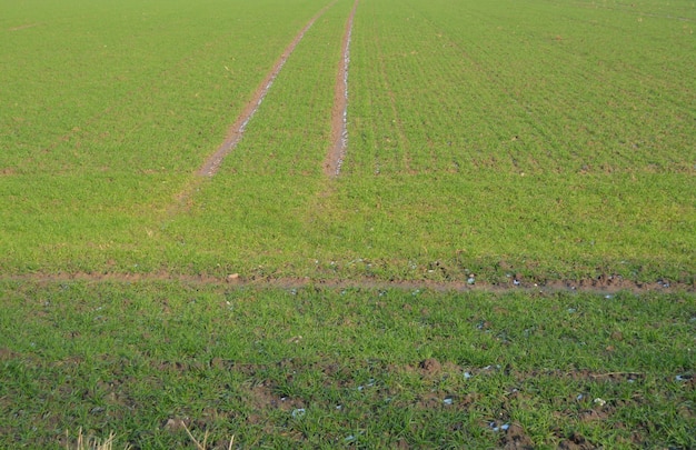 Scenic view of field