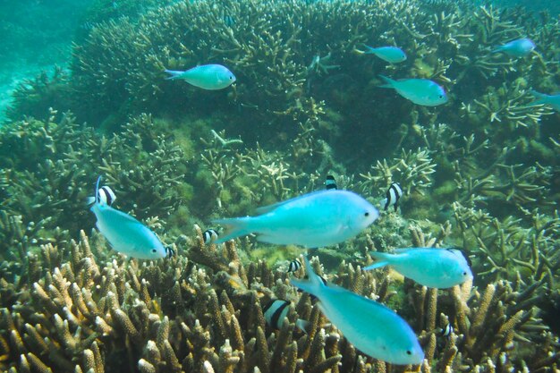 Photo scenic view of fish gliding above a vibrant coral reef at tumon beach guam usa