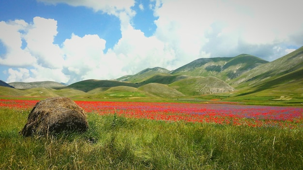 空に照らされた草の山の花床の風景