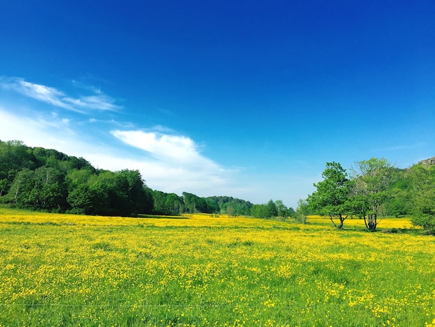 Photo scenic view of flower field