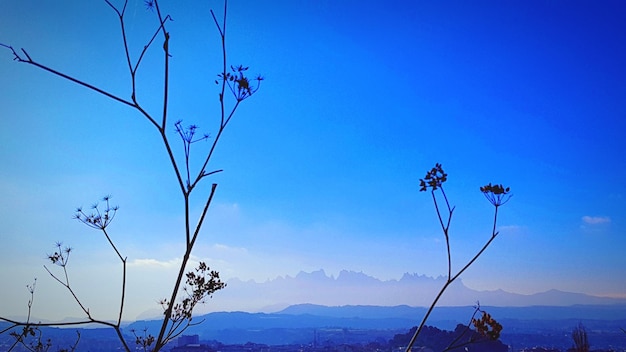 Scenic view of flowering plants against blue sky