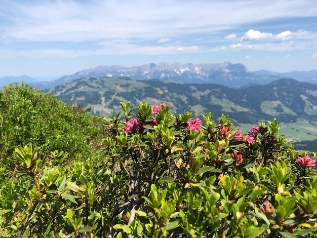 Vista panoramica di piante in fiore contro un cielo nuvoloso