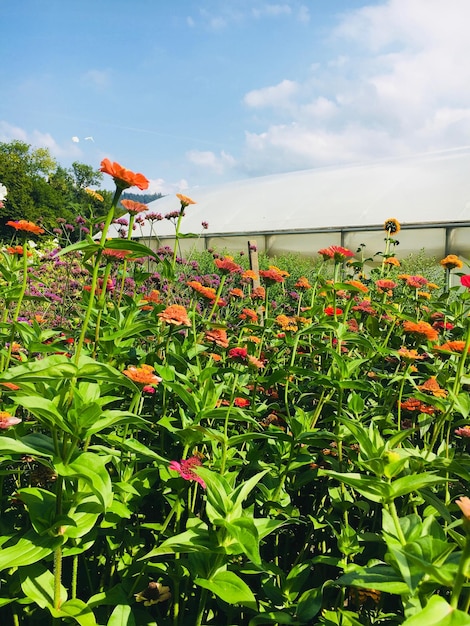 った空を背景に花がく植物の風景