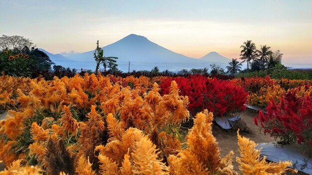 Scenic view of flowering plants against sky during sunset