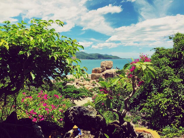 Photo scenic view of flowering plants by trees against sky