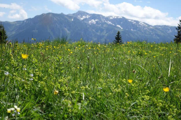 Photo scenic view of flowering plants on field against mountains