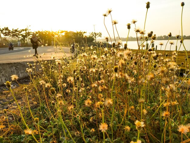 Scenic view of flowering plants on field against sky