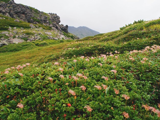 Scenic view of flowering plants on field against sky